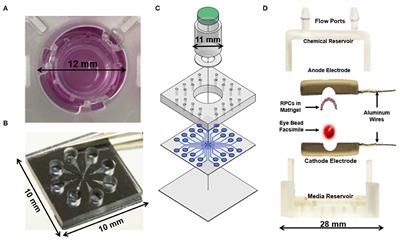 Commentary: Organ Cultures for Retinal Diseases